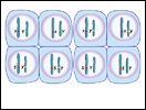 Click to view animation about the Independent Assortment of Alleles