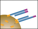 Click to view animation about High-Throughput Sequencing