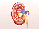 Click to view animation about the Mammalian Kidney