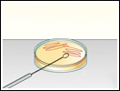 Click to view animation about the Streak Plate Procedure