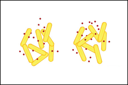 drawing of clumps of bacteria