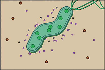 drawing of Helicobacter pylori