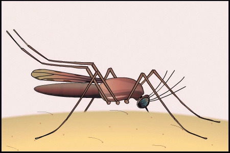 drawing of a mosquito